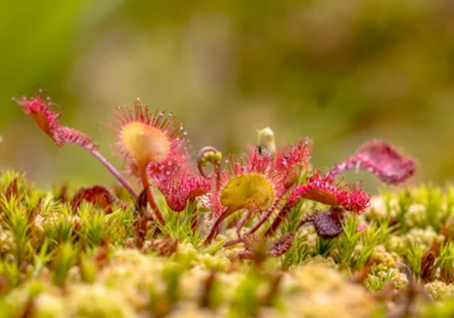 Plante carnivore : Le Rossolis à feuilles rondes