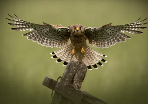 Que mangent les rapaces ?