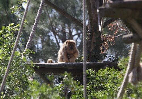 Singe hurleur sur son île