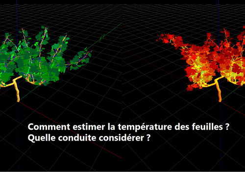 Représenter la plante en 3D pour mieux calculer ses fonctions Représenter la plante en 3D permet d'estimer la température de toutes feuilles, individuellement.