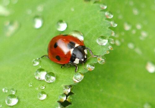 coccinelle-feuille-gouttes-eau