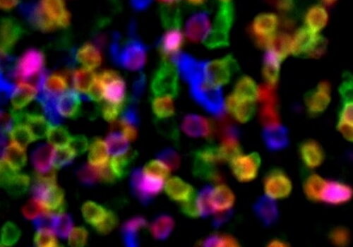 Cellules fluorescentes de toutes les couleurs