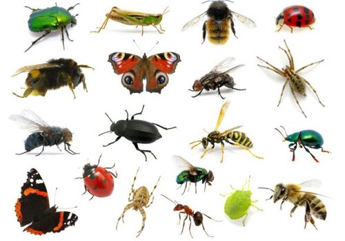 insectes-tableau