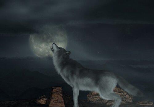 loup au clair de lune