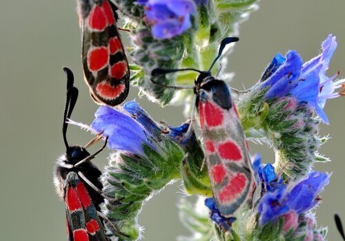 3 zygènes en gros plan (insectes noirs à grosses taches rouges) sur vipérine (plante à fleurs bleues et roses)