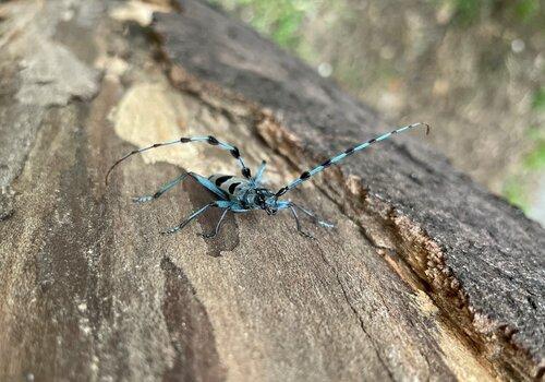 Rosalie des Alpes sur un tronc d'arbre mort. Cet insecte est considéré comme le plus bel insecte français, avec ses couleurs bleues grises et ses longues antennes