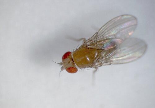 Drosophile