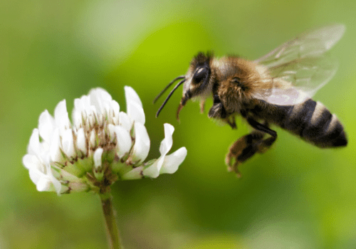 abeille-fleur