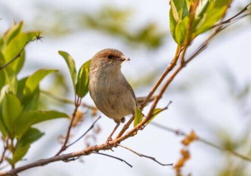 Oiseaux