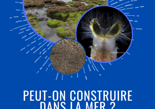 © Canva - Association Musée du Sable