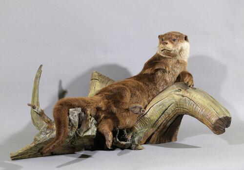Loutre Loutre