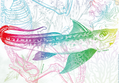 Gravure représentant un poisson