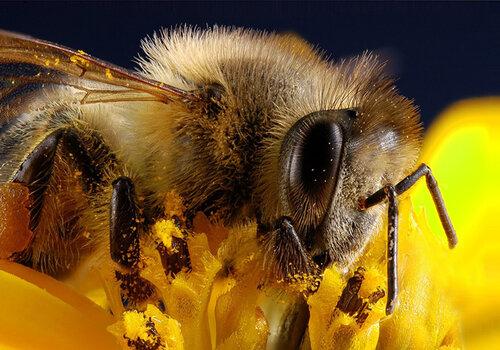 insecte-pollinisateur-sur-fleur