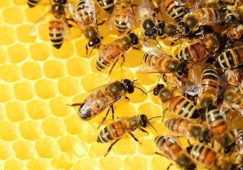 abeilles