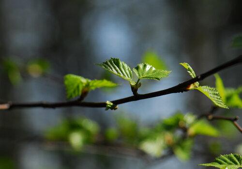 Betula_pendula