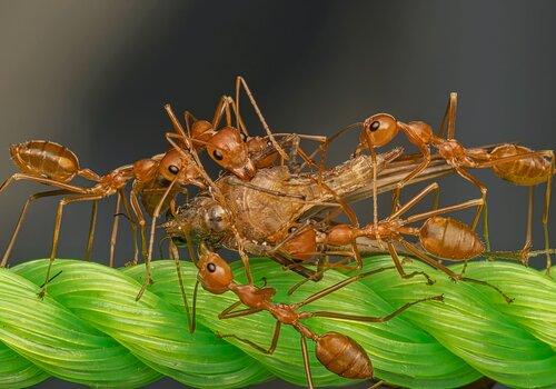 Collaboration des fourmis Fourmis