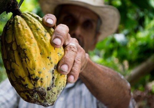 Cacao