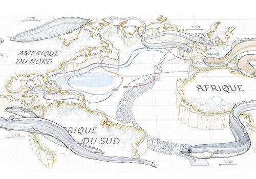 La migration de l'Anguille argentée