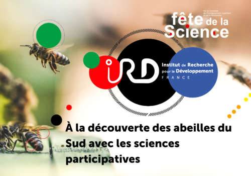 À la découverte des abeilles du Sud À la découverte des abeilles du Sud