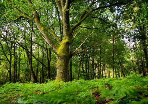forêt
