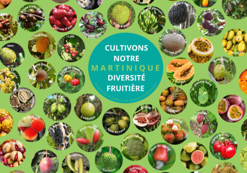 Cultivons notre diversité fruitière - martinique