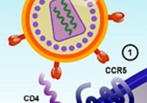 le virus et la cellule