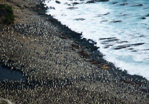 La Mare aux éléphants et ces milliers de manchots royaux