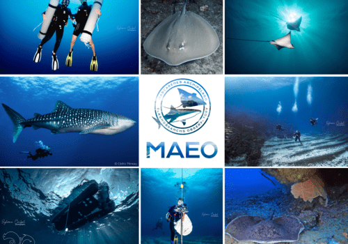 Raies, requins et méthodes de suivi - MAEO