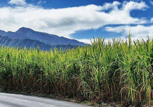 Champ de canne à sucre sur l’île de La Réunion Champ de cannes à La Réunion