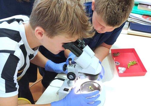 Des enfants utilisent un microscope.