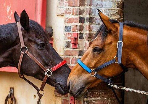 Comment mieux vivre ses émotions grâce au cheval ?