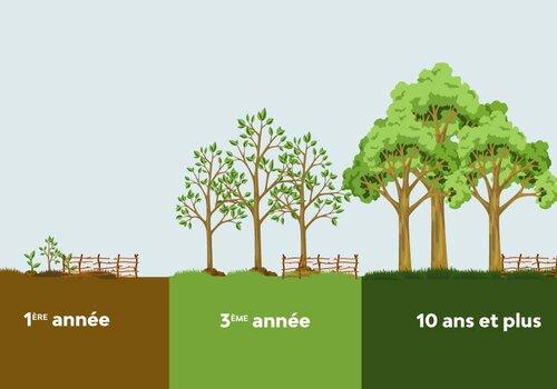 Présentation des micro-forêts Miyawaki