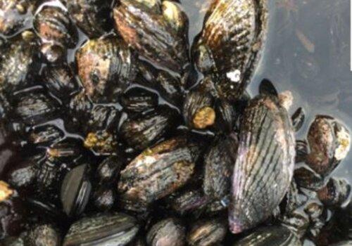 Des moules et des Hommes