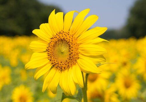 fleur