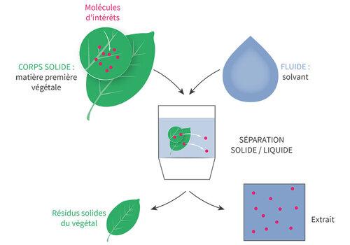 shema-extraction-vegetale