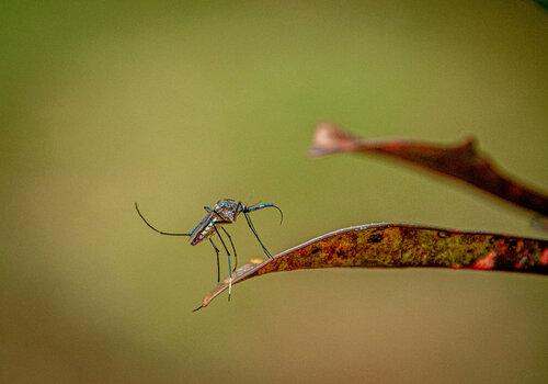 les étonnants moustiques de Guyane 