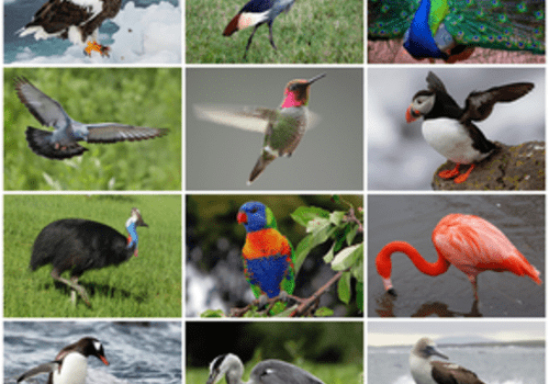 birds-calendar