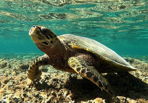 Tortue imbriquée