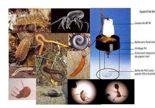 Observation des êtres vivants du sol Le sol contient de nombreux êtres vivants décomposeurs, comme les lombrics, collemboles, iules, bactéries et champignons.