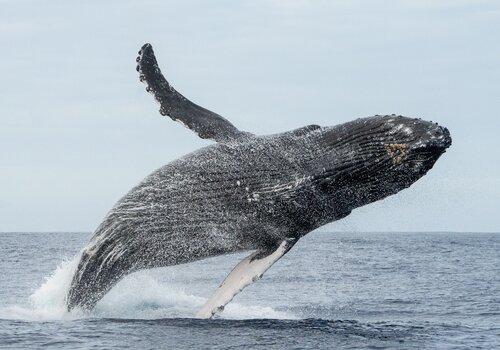 Le Saut Saut de baleine à bosse