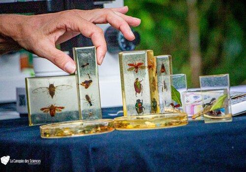 Résines d'insectes Les différents ordres d'insectes en résine
