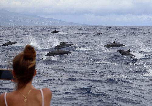 Banc de dauphins long-bec