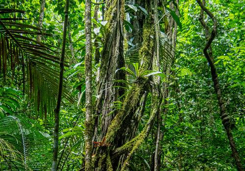 Biomasse végétale en forêt Guyanaise