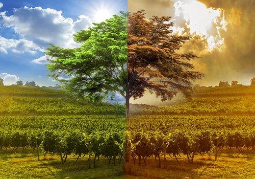 vigne-verte-jaune