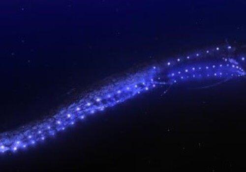 Poisson biolumuninescent Bioluminescence marine