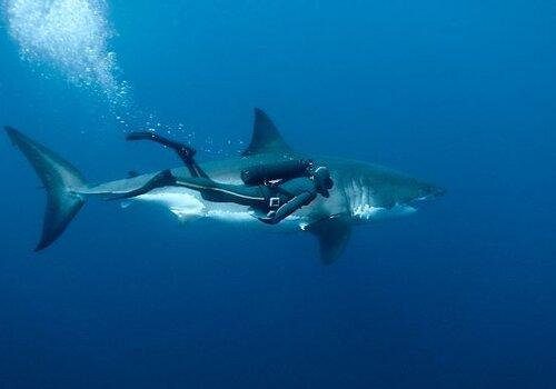 Lady Mistery grand requin blanc Lady Mistery grand requin blanc - Galatee film