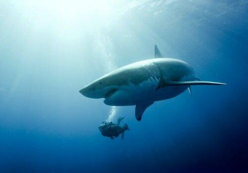 Lady Mistery grand requin blanc Lady Mistery grand requin blanc - Galatee film
