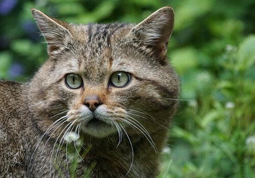 chat-sauvage-foret
