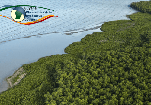mangroves, ODyC