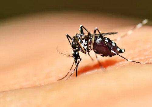 Moustique se nourrissant moustique suçant du sang